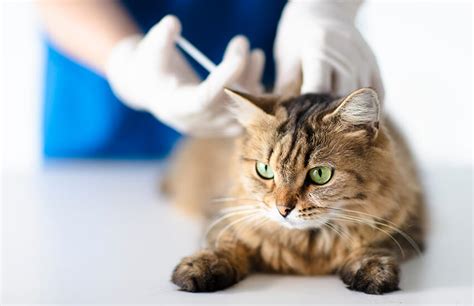 kedi aşıları ne zaman